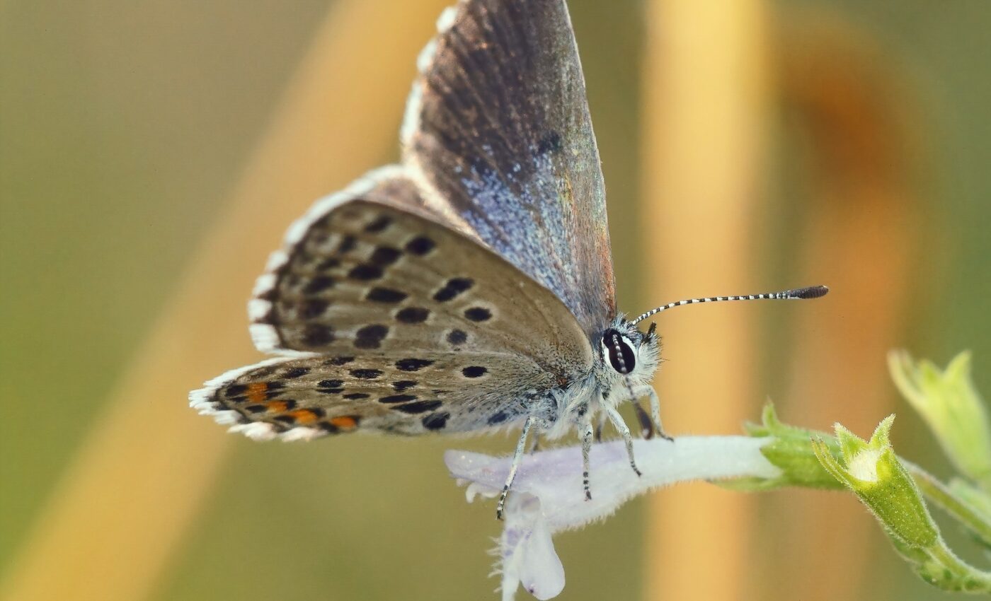 Warm-adapted insects benefit from climate change