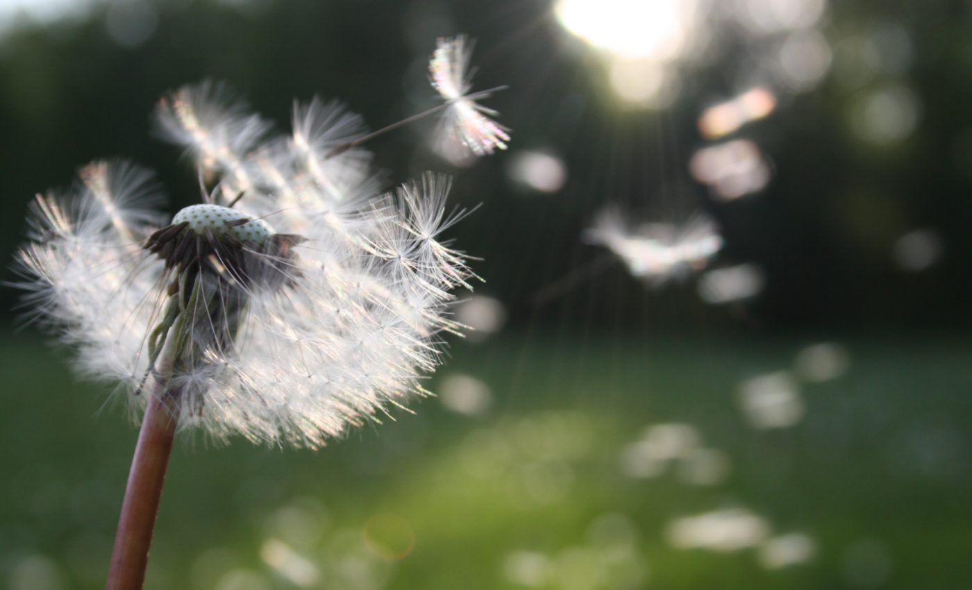 What dandelions are "thinking" - the secret to their success