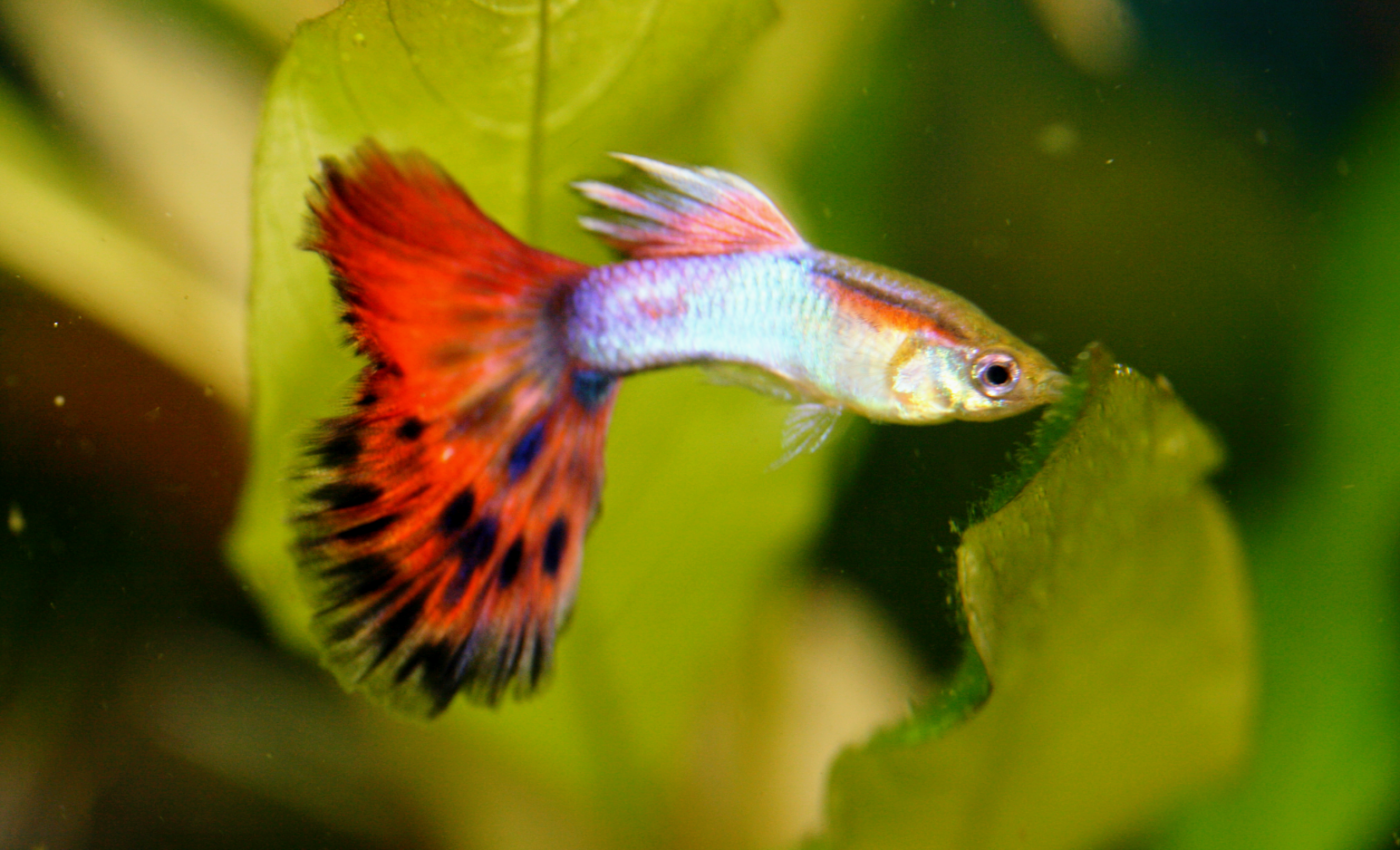 Guppies are helping us understand evolution