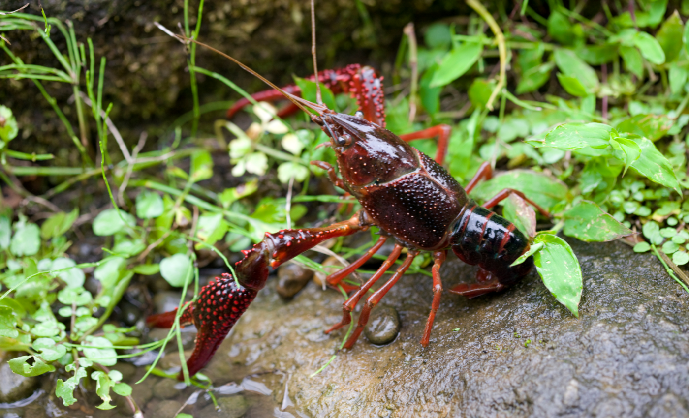 Rare crayfish rediscovered in a cave in Huntsville
