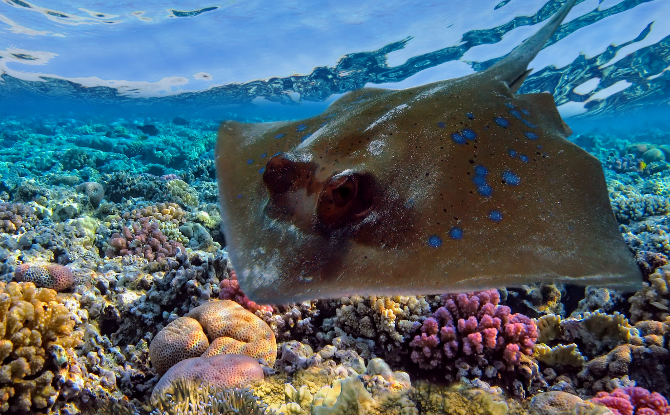 How did the organs of electric fish evolve?