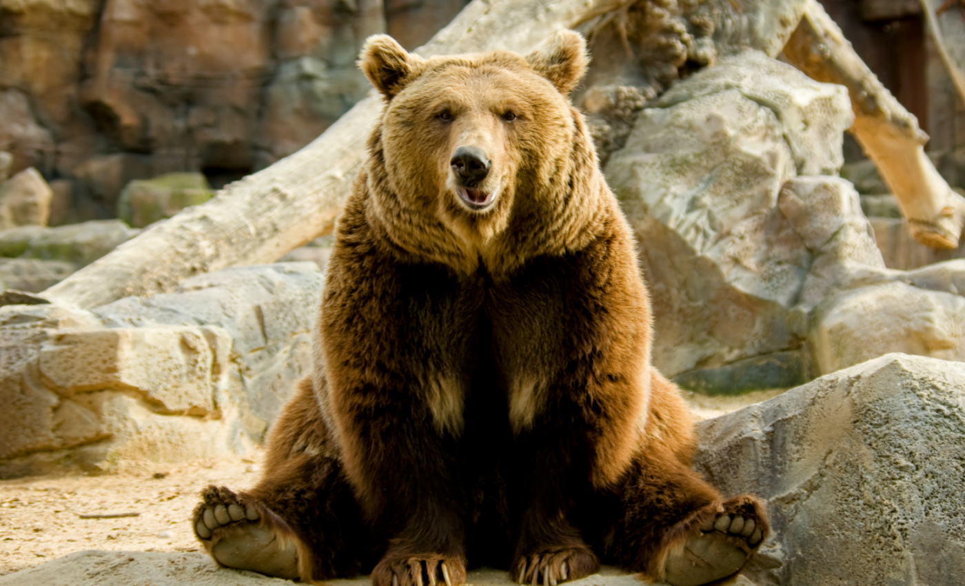 Untangling the history of polar bears and brown bears