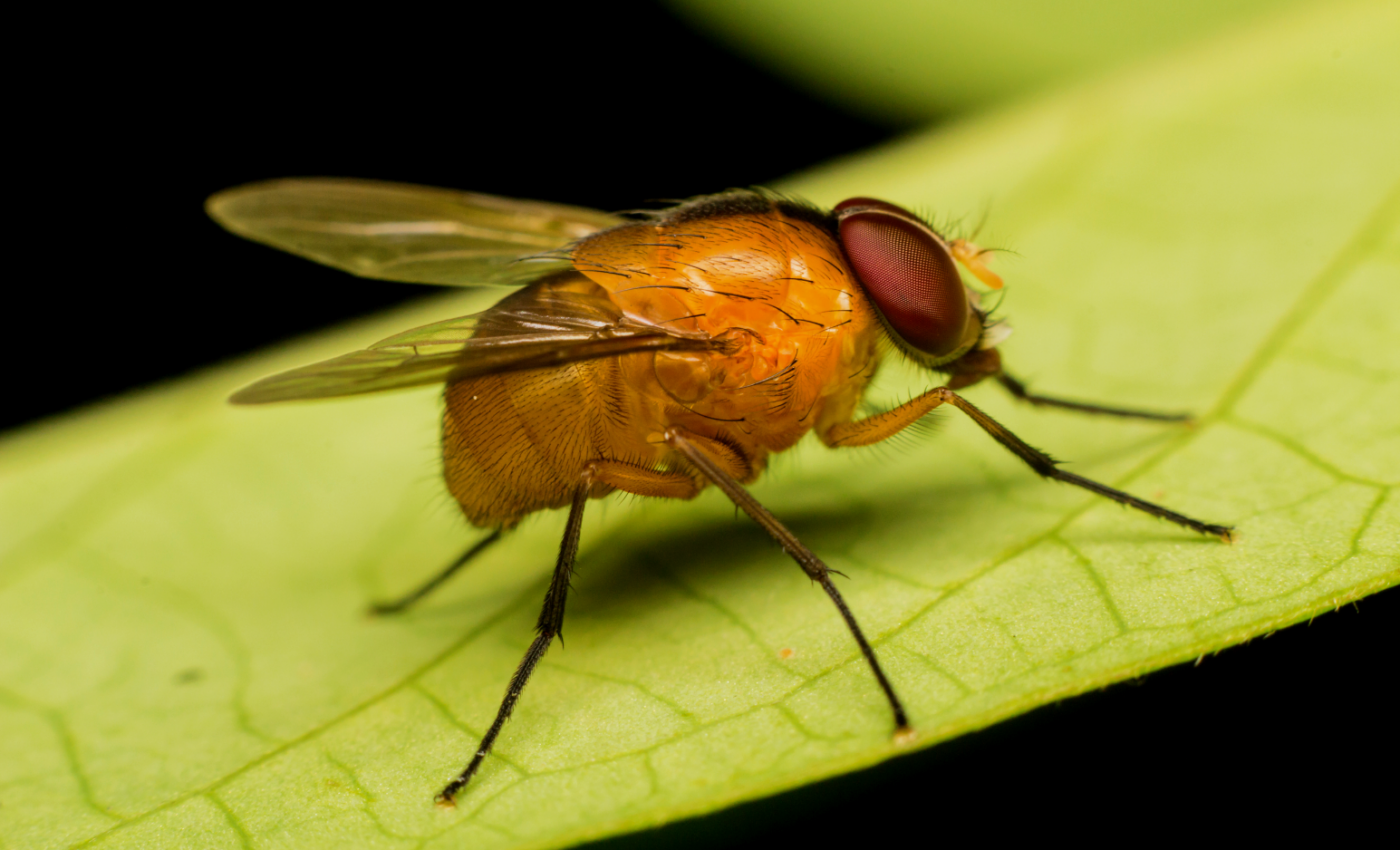 Study reveals a link between eye health and lifespan