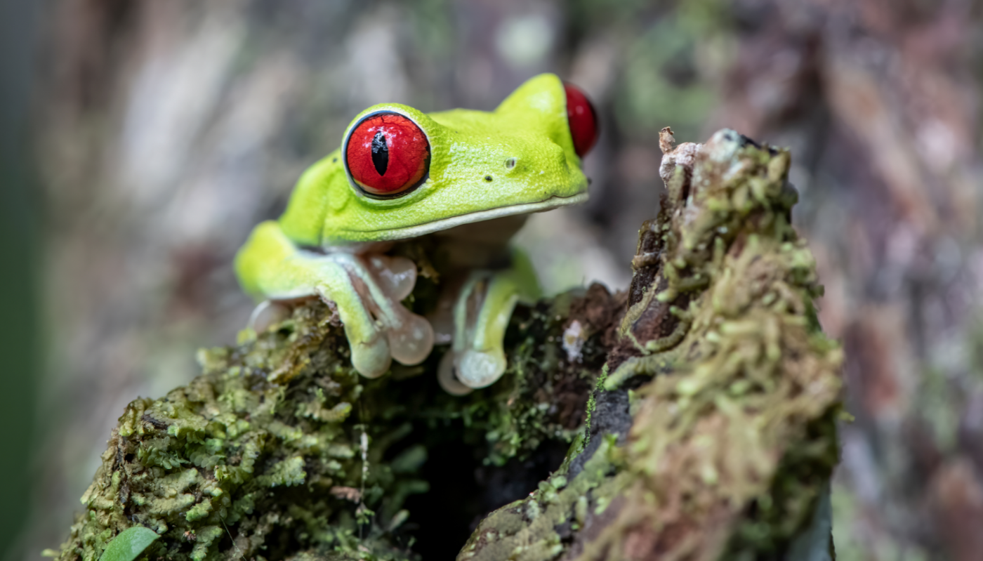 How do different types of animals see?