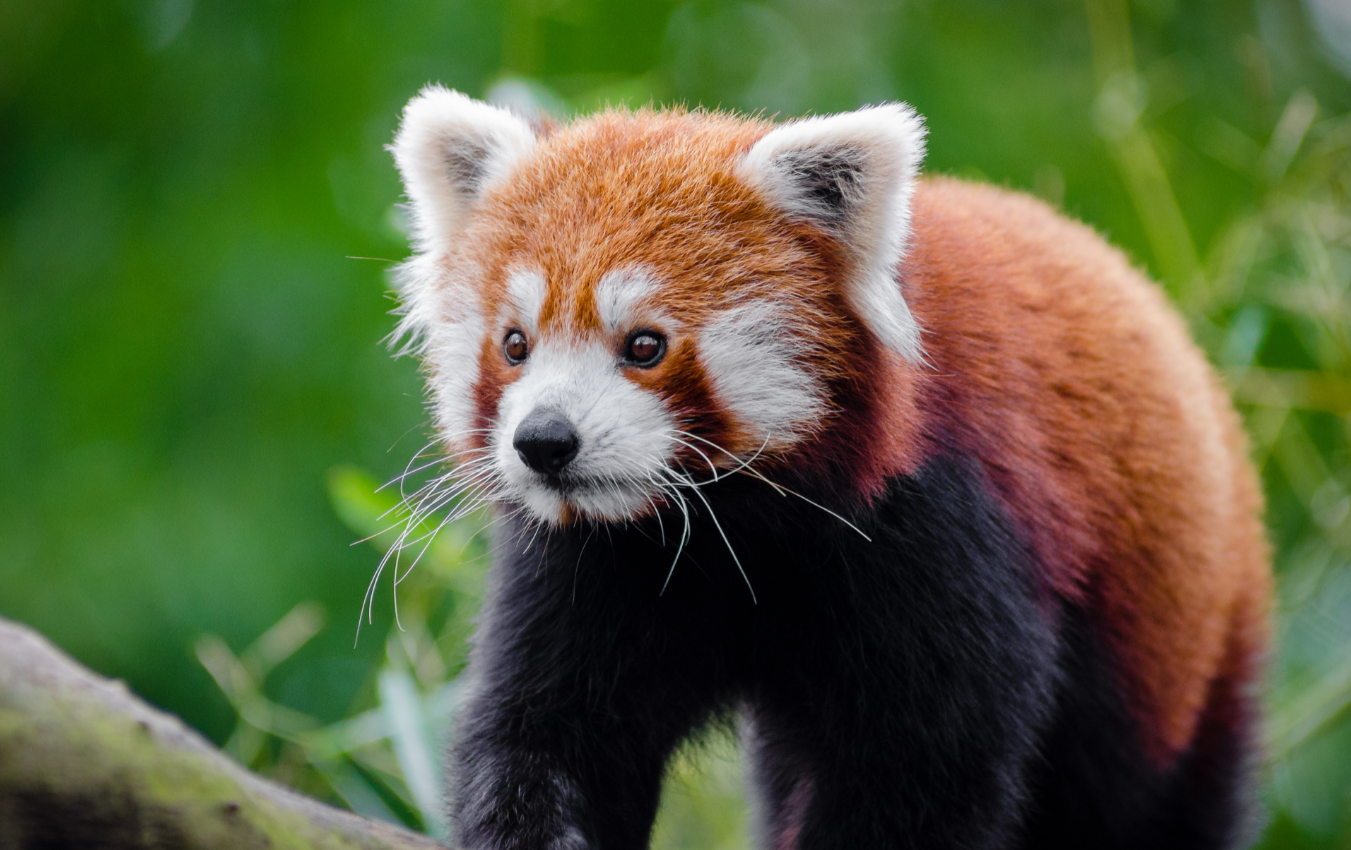 Red pandas face shrinking habitats and tough decisions