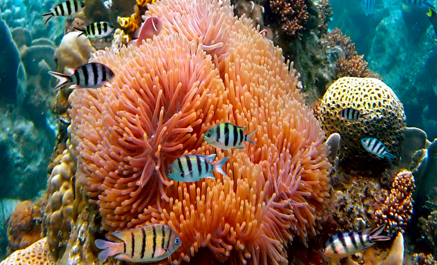 Global warming and corals: How the past informs the present