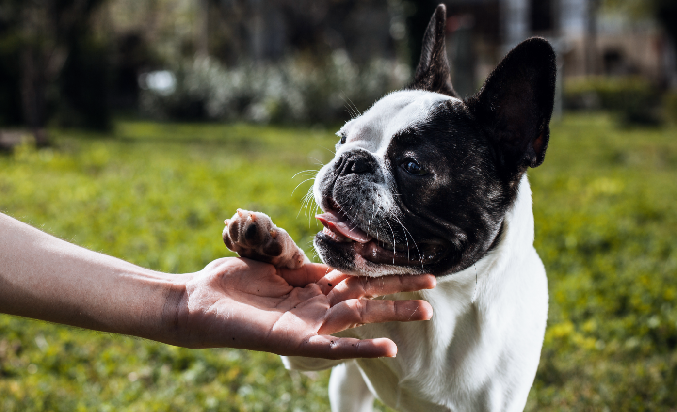 How did dogs become man's best friend?
