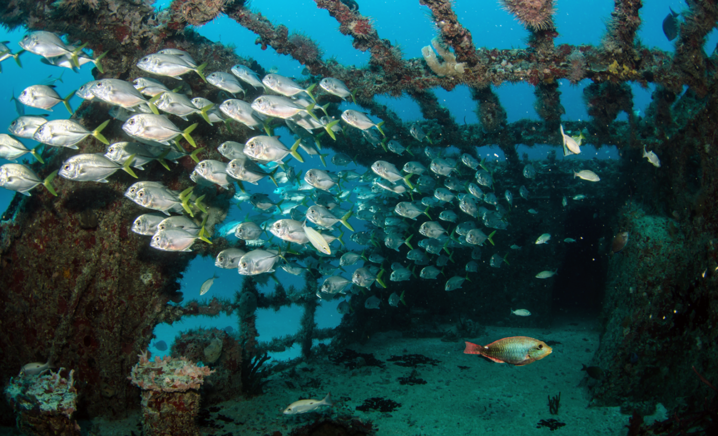 Wooden shipwrecks have become diverse microbial habitats