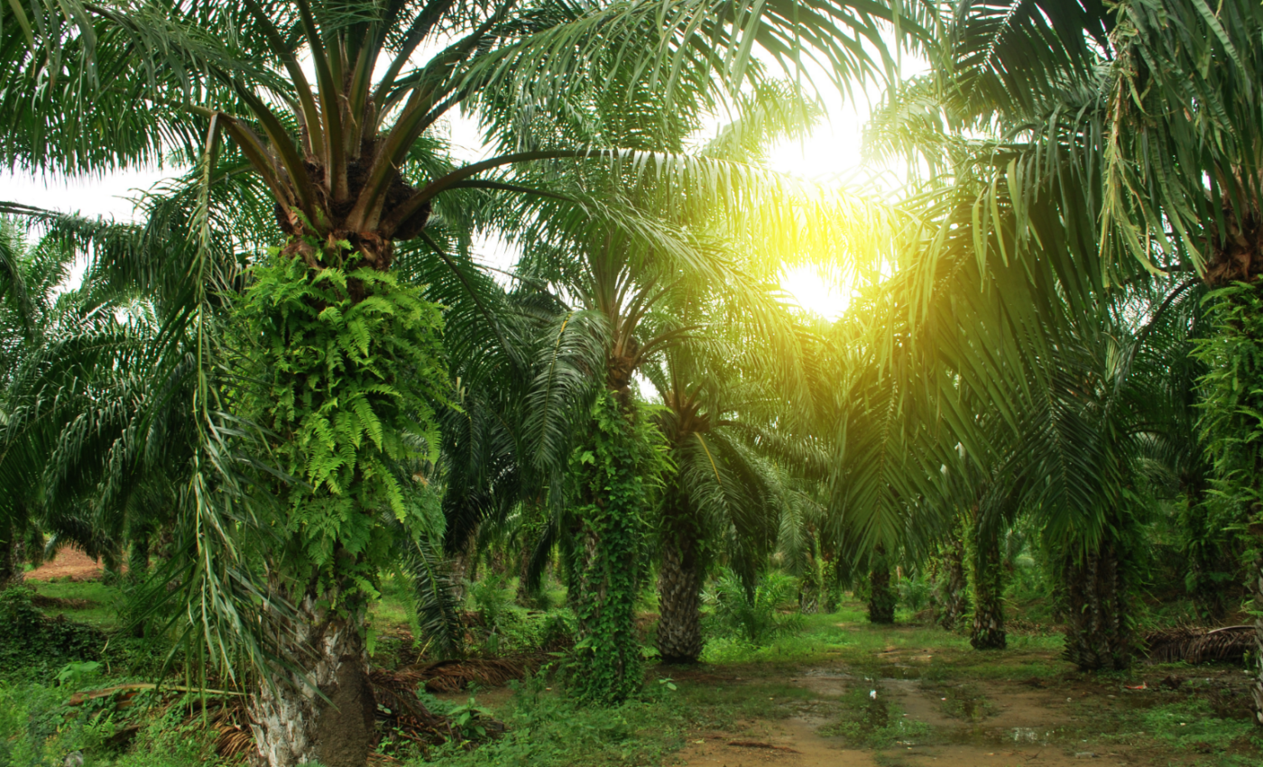 What makes some plants resistant to flooding?