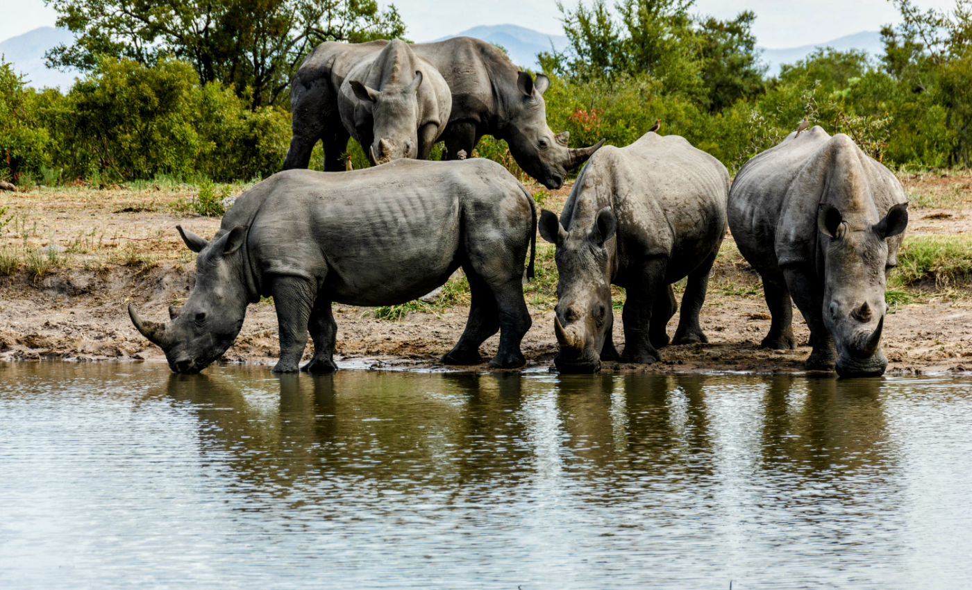 Rhinos show that diseases can disrupt conservation efforts