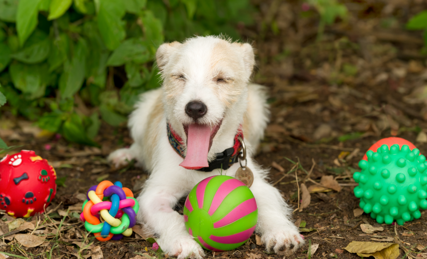 Dogs create multisensory mental images of their toys