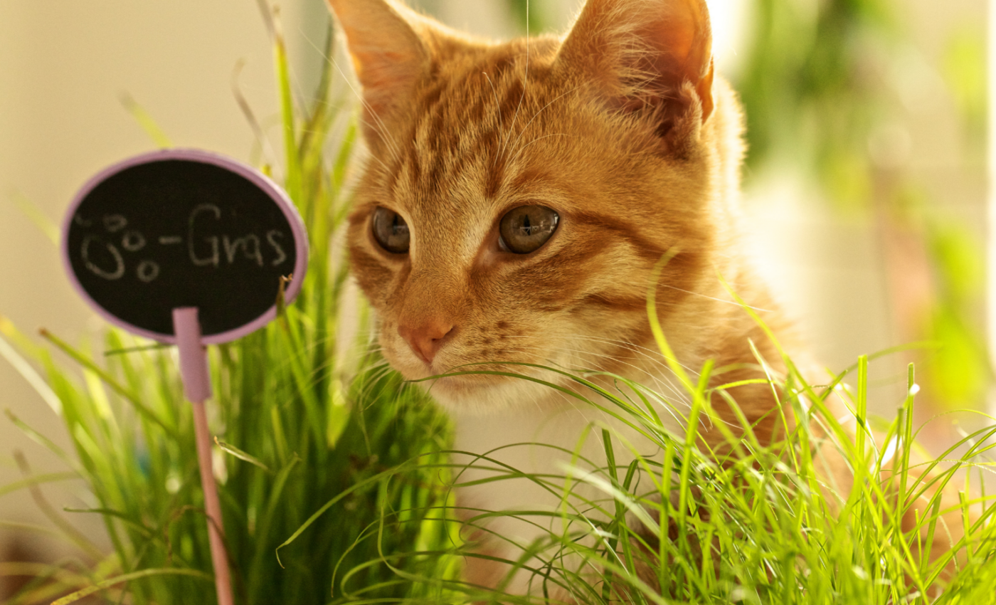 Cats know how to use catnip as a potent insect repellent
