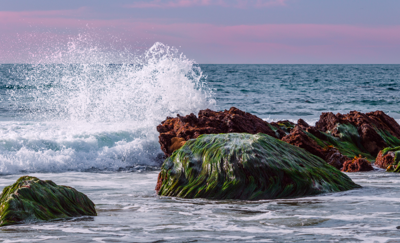Warming water is driving eelgrass wasting disease