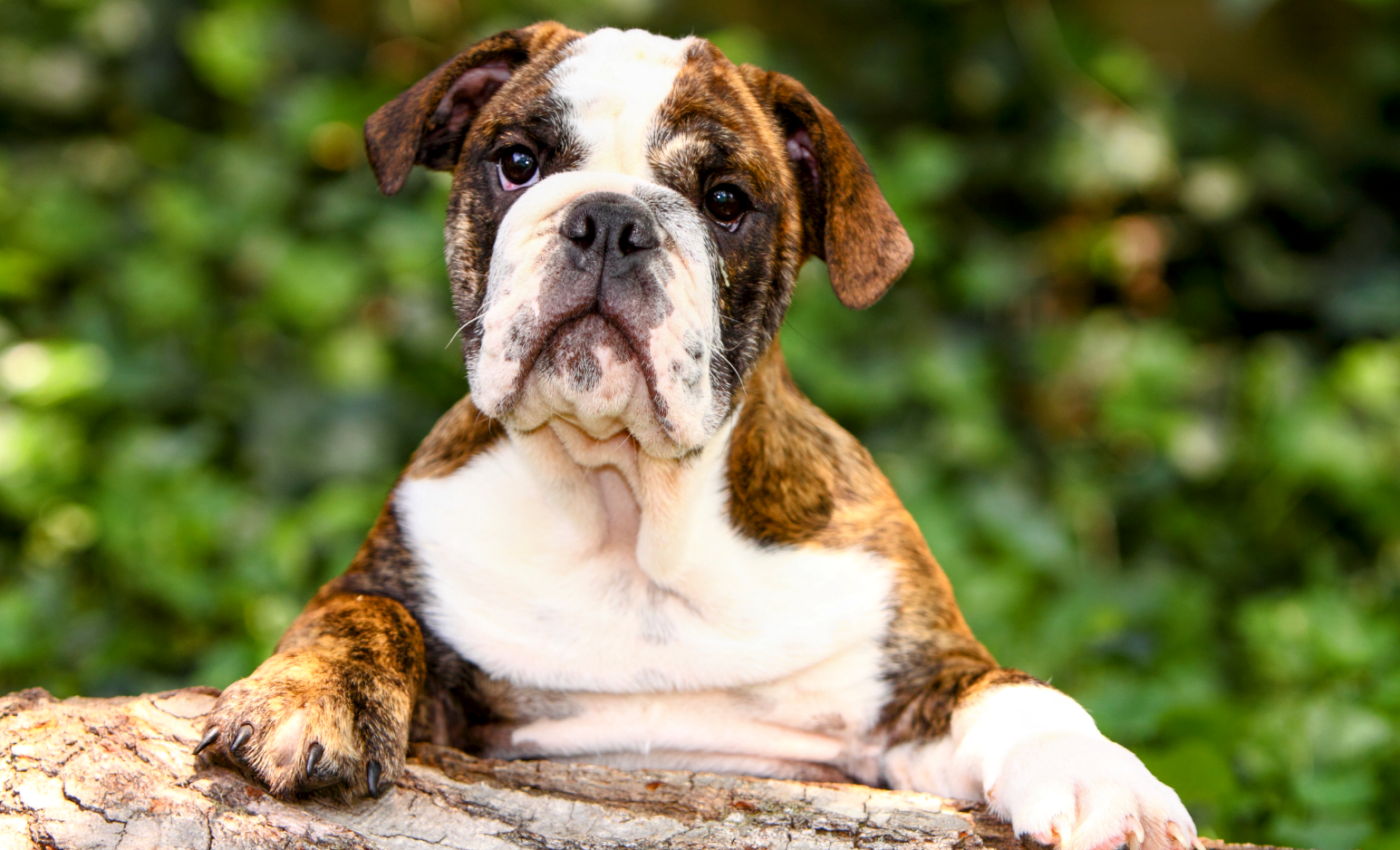 English bulldogs are suffering from poor breeding practices