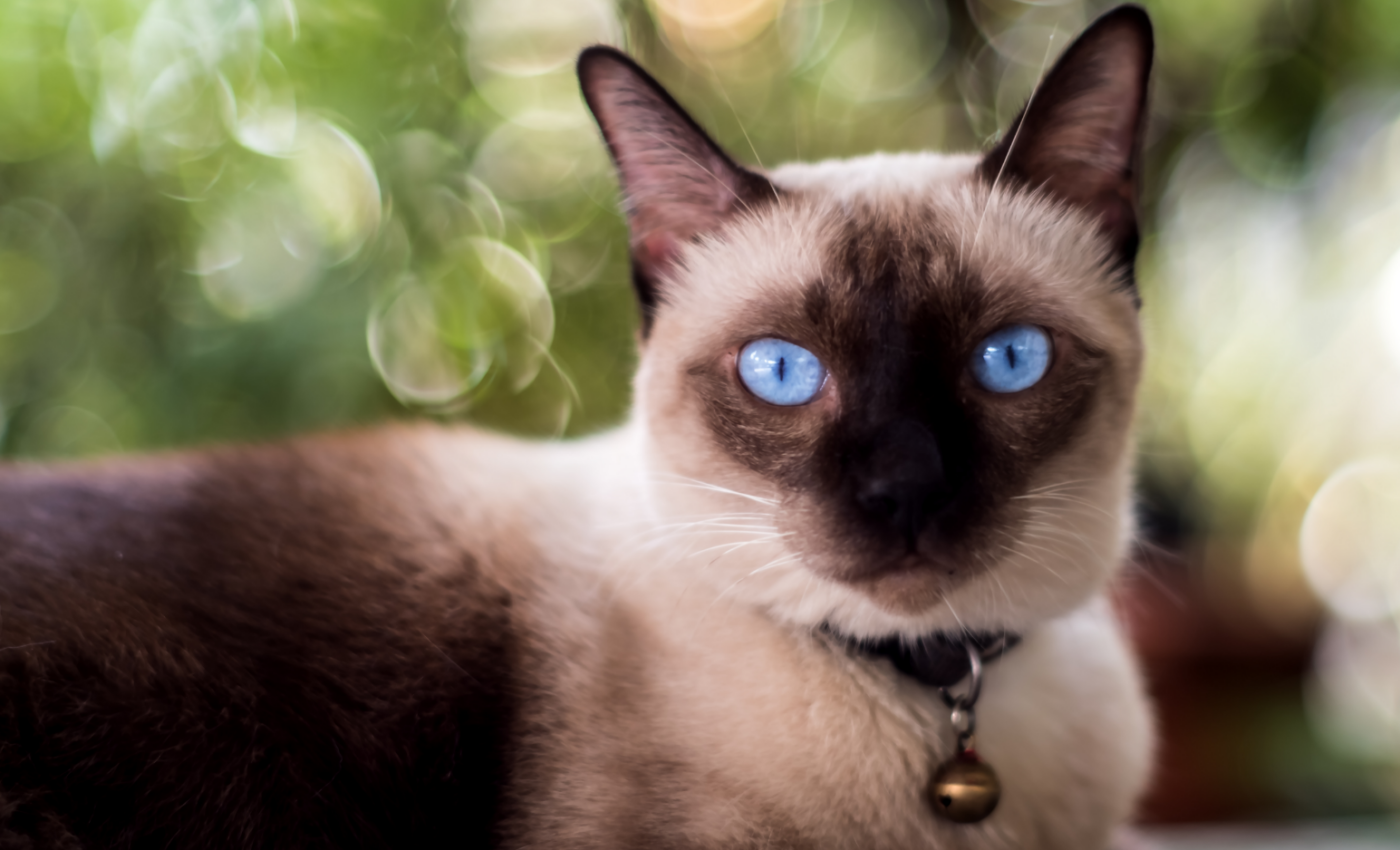 Disease-triggering variants found in new cat breeds