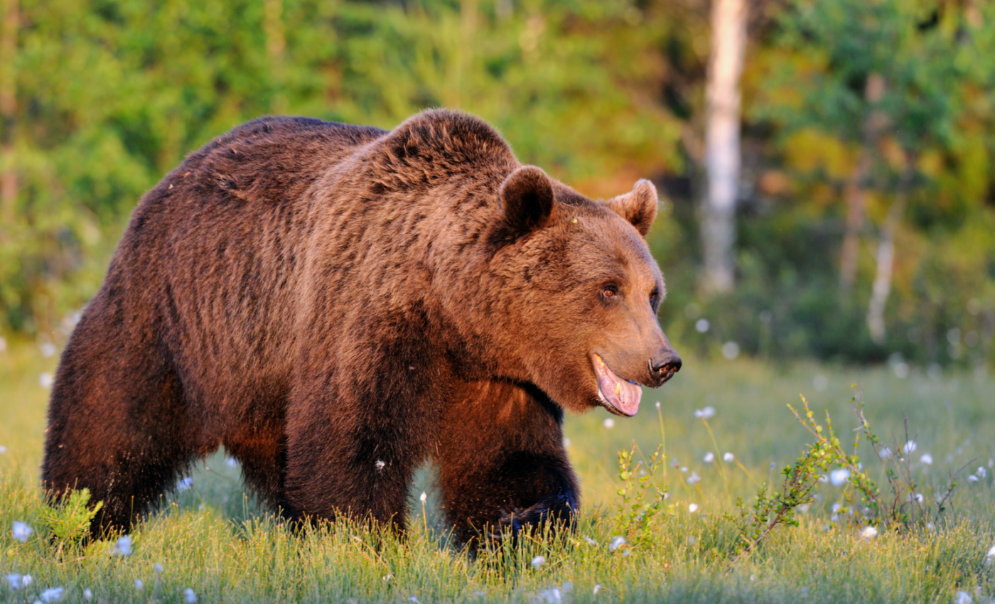 DNA confirms ancient hybridization of polar bears and brown bears