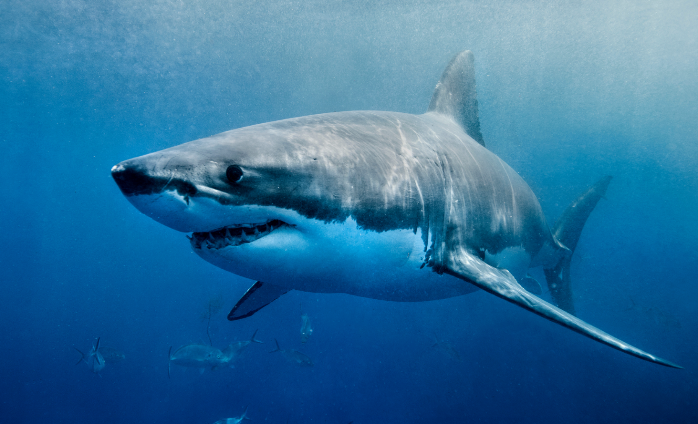 Sharks come closer to coastal cities than previously thought