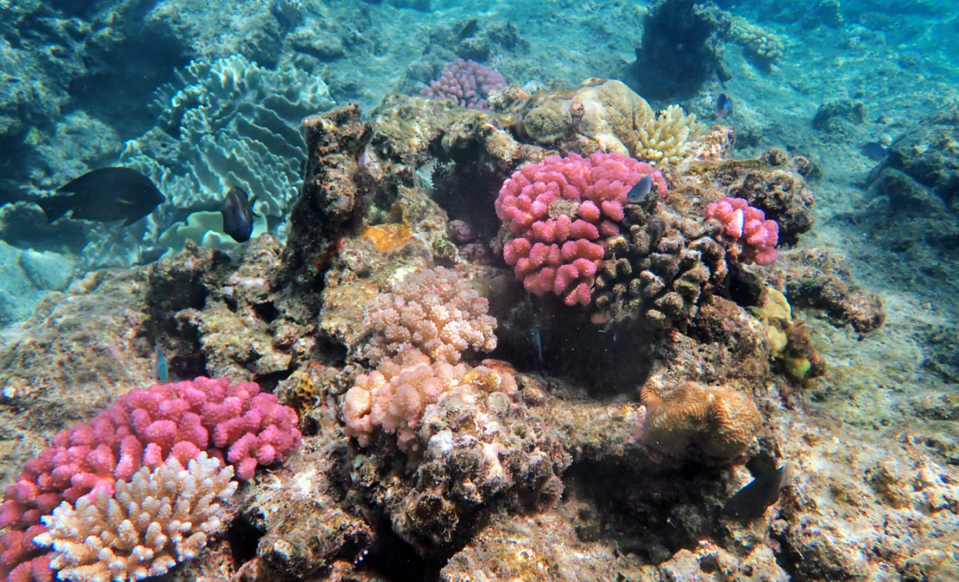 How will climate change affect Sydney’s coral reefs?