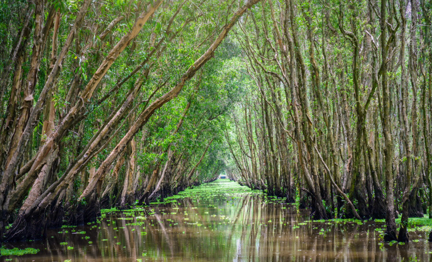 Mangrove restoration efficiently reduces flood damage