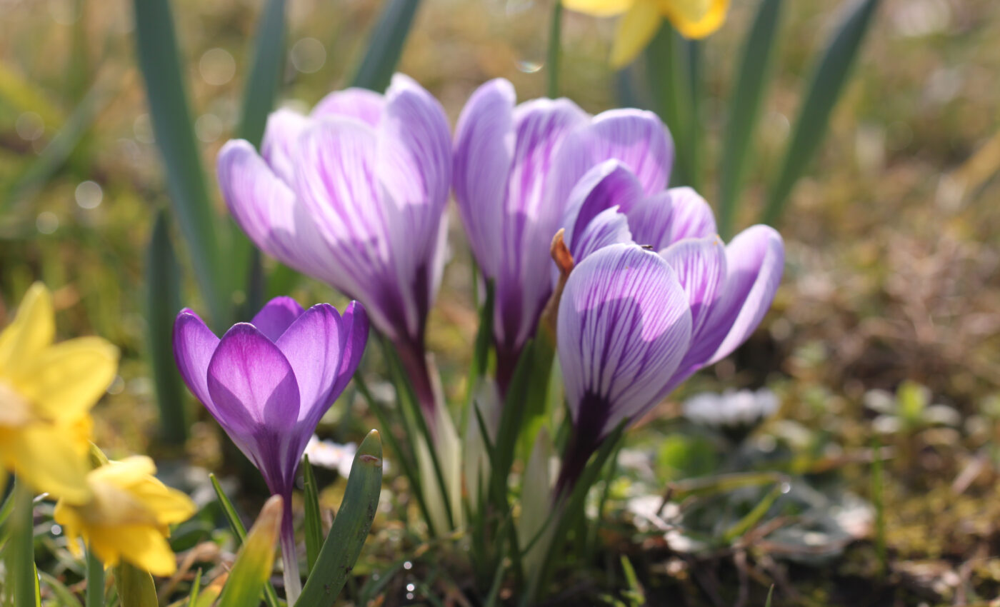 When was land first colonized by plants?