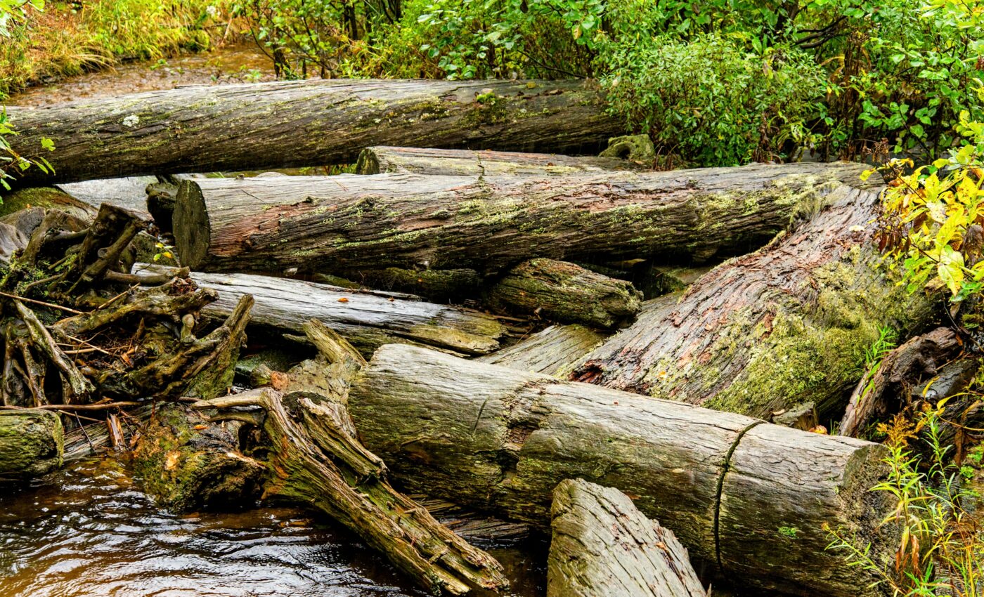 Log jams provide year-round "highways" for wildlife