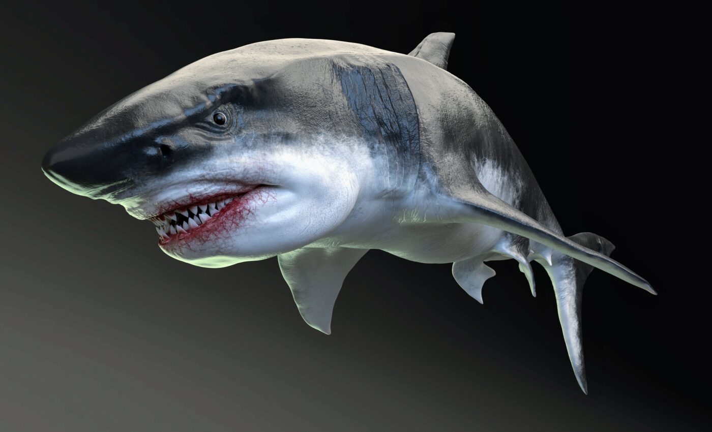 Prehistoric megatooth sharks were apex predators