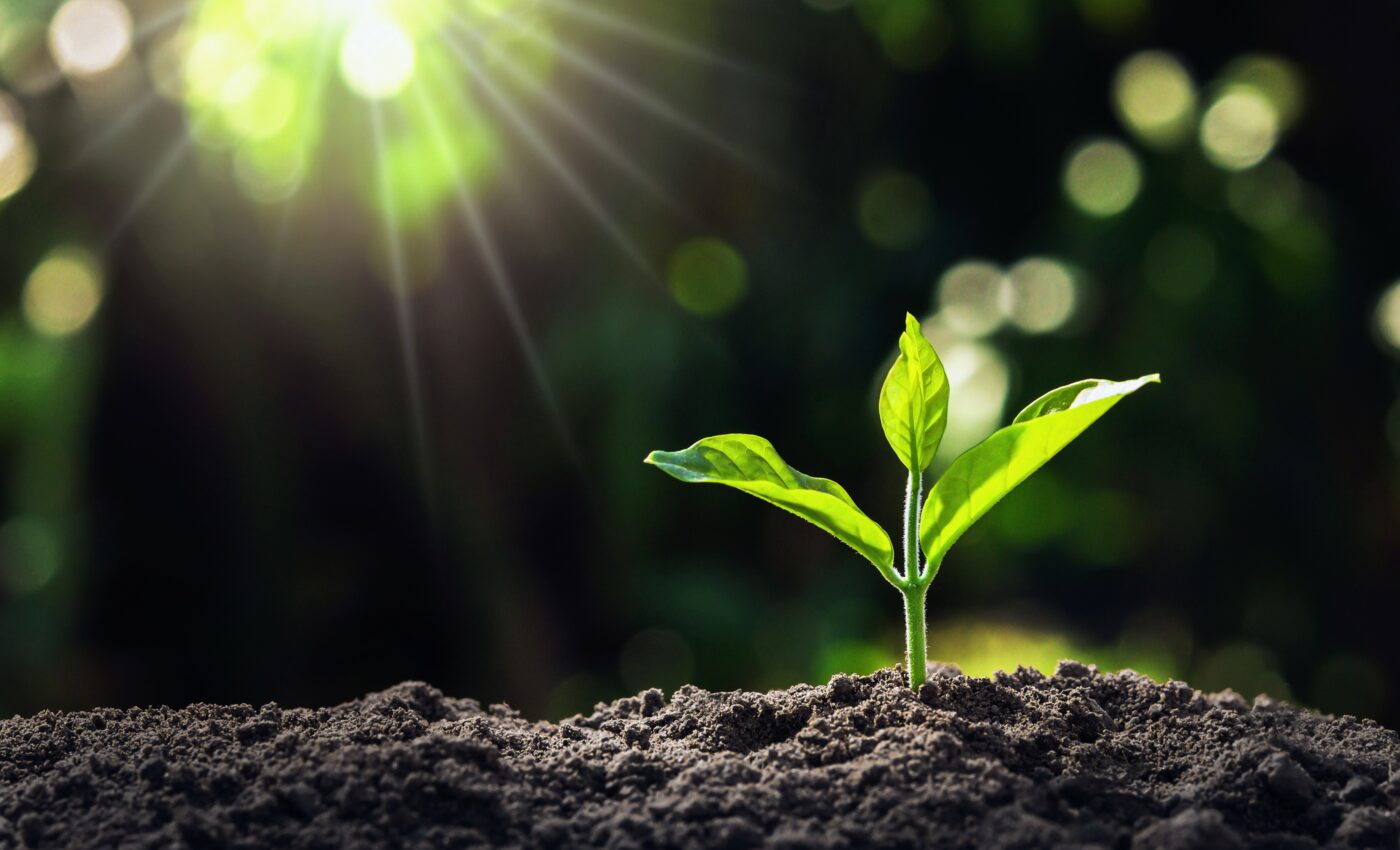 A plant-based test can detect dangerous chemicals