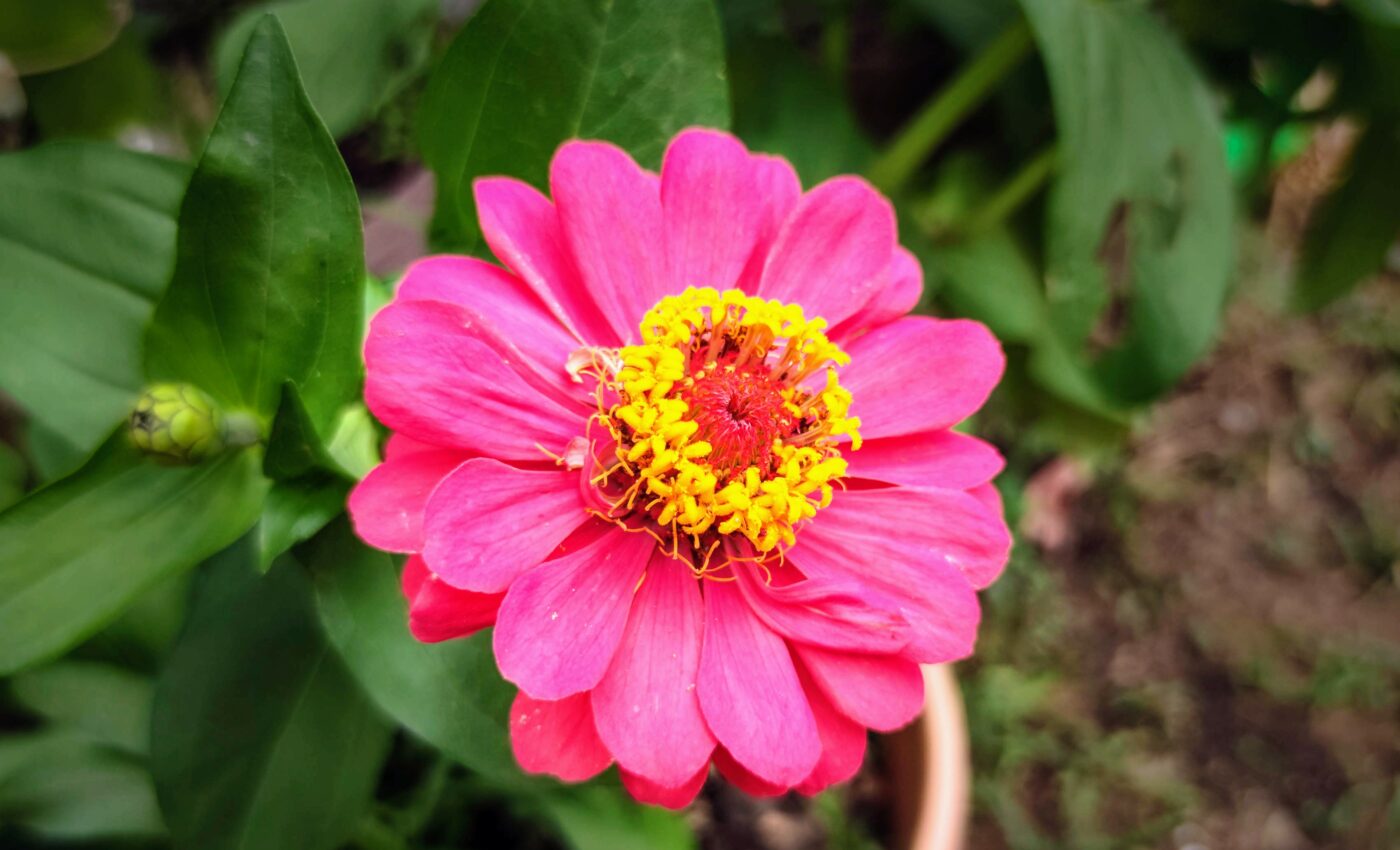 Tobacco and zinnia can thrive in polluted land