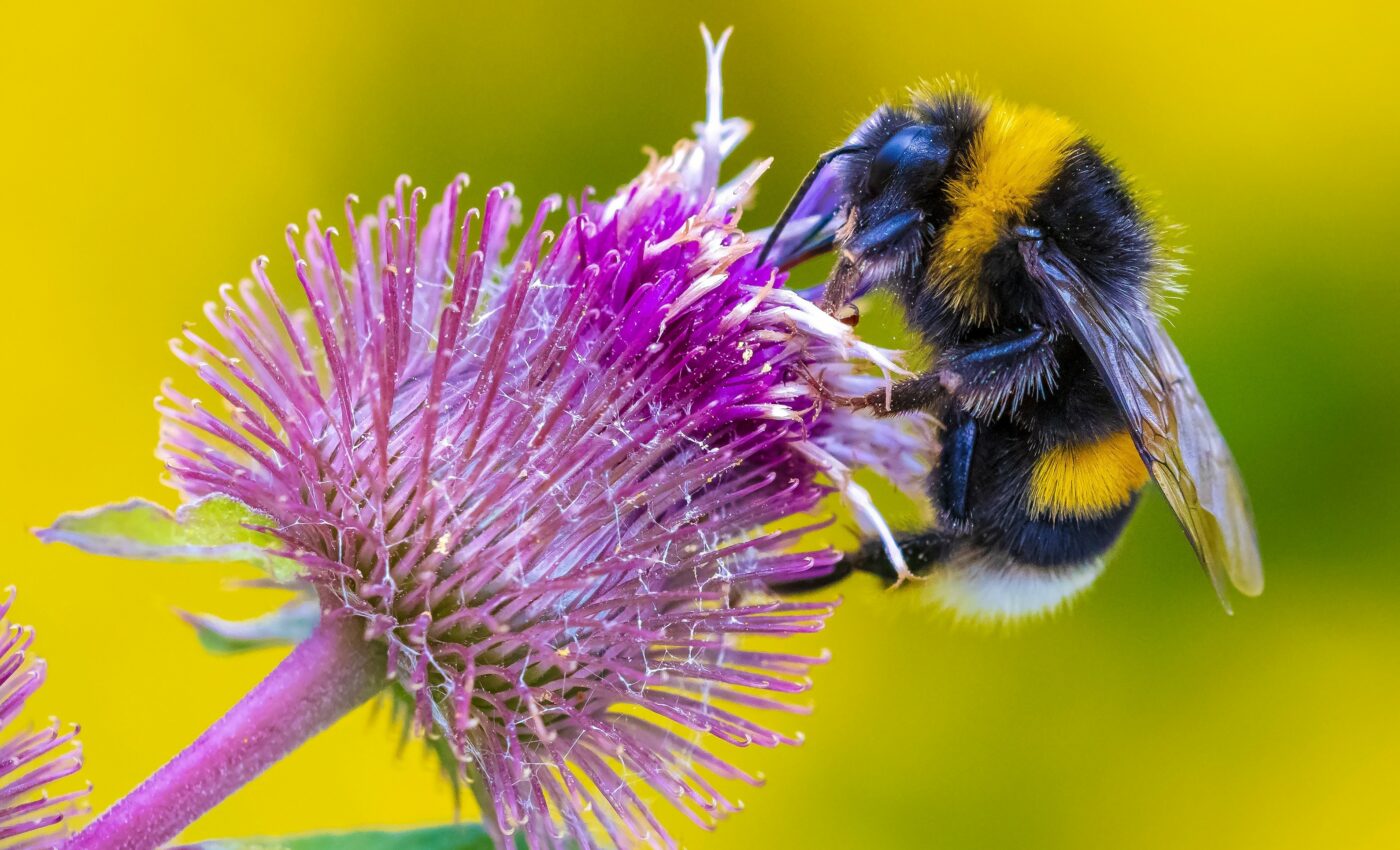 Temperature changes negatively impact bumblebees