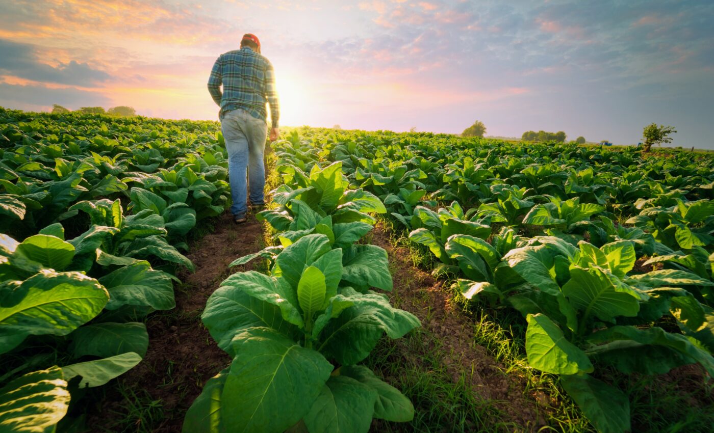 Human urine can effectively fertilize crops