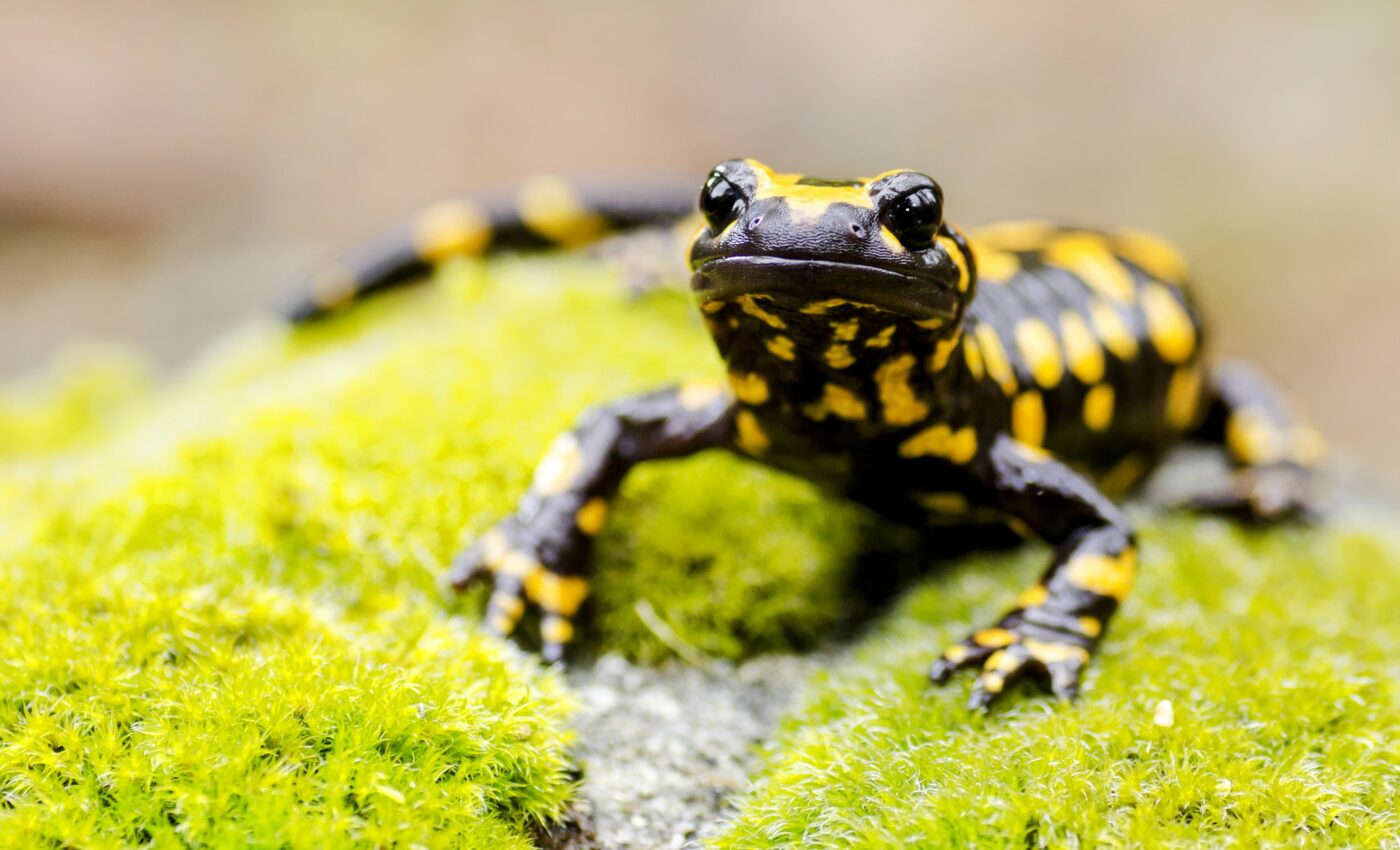 Wild reptiles have long life spans for their size