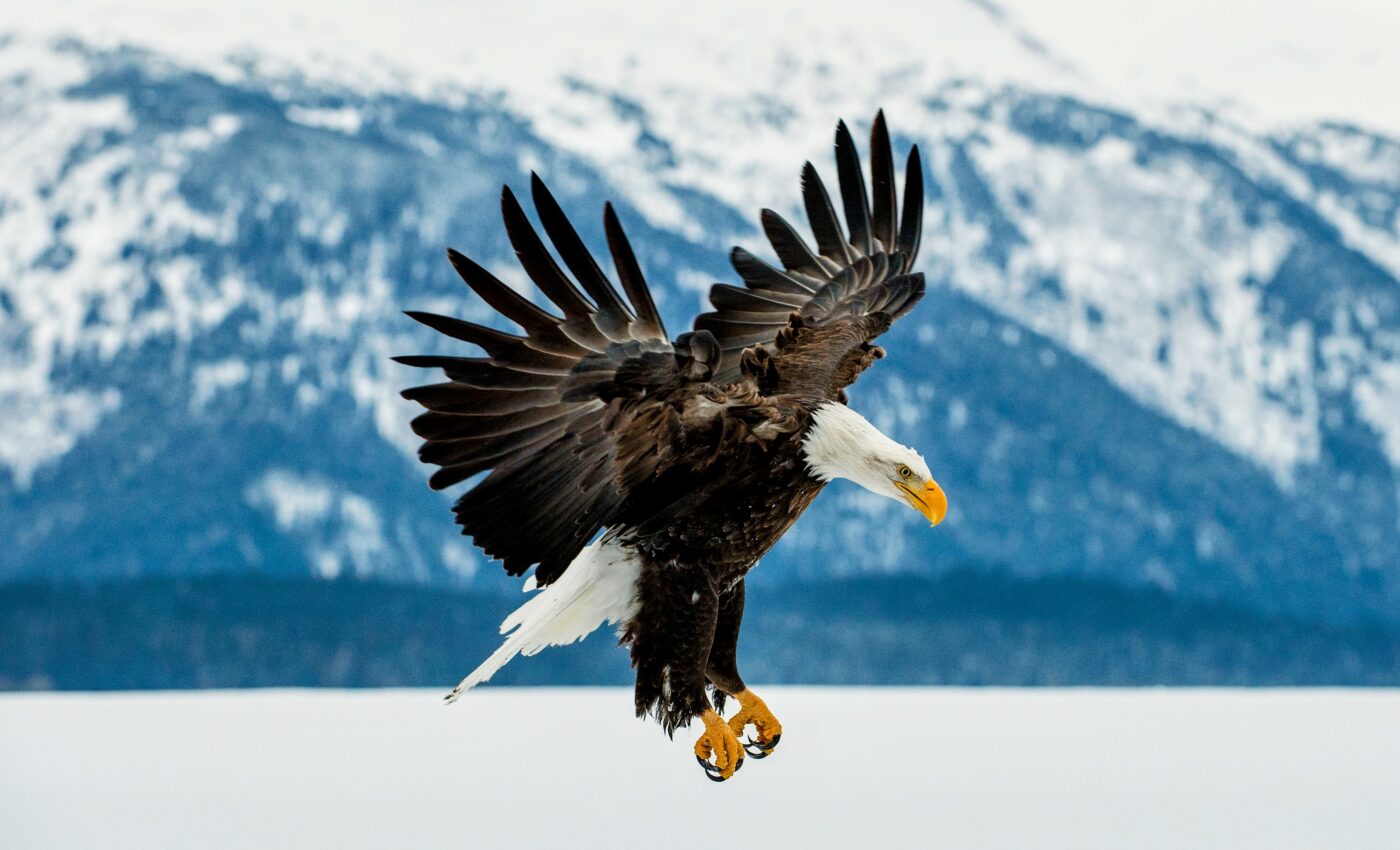 Birdwatching boosts Alaska's economy by hundreds of millions