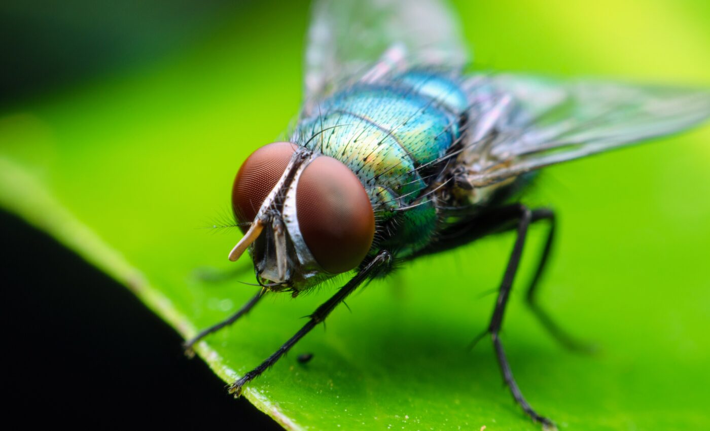 Insects may be able to experience pain