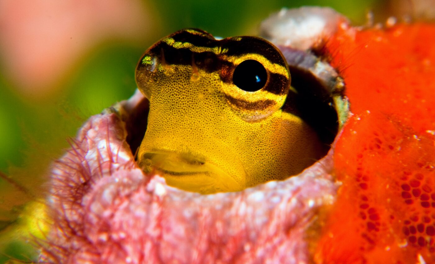 Emerging issues that may impact marine biodiversity are poorly understood