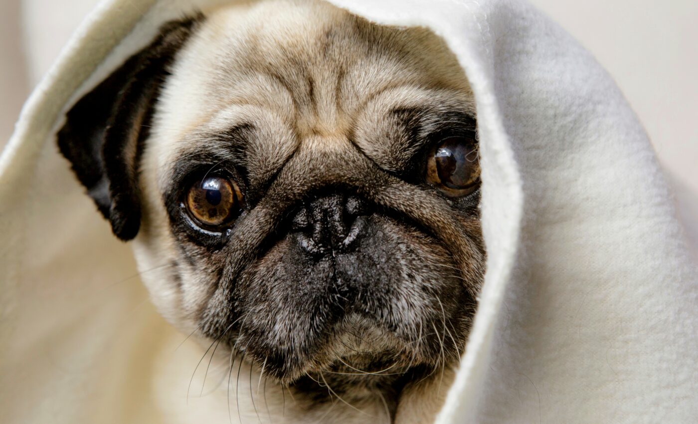 Flat-faced dogs have a high risk of painful skin conditions