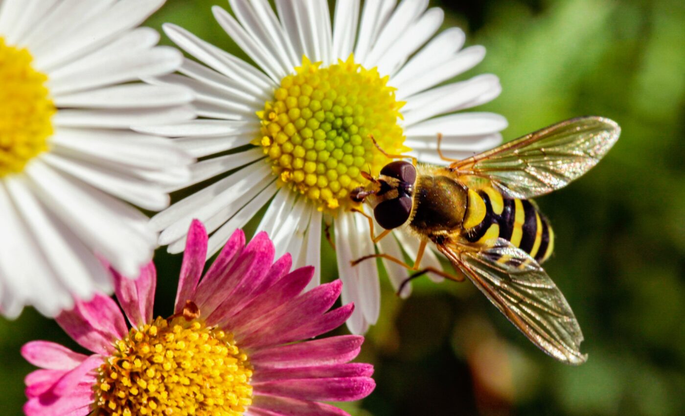 Study reveals key genes that drive insect migration