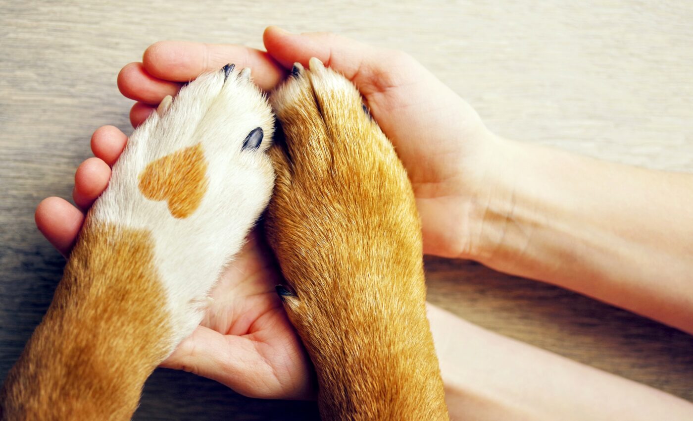 Pet owners are happier than people who don't have pets