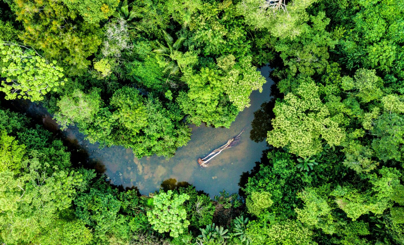 The Amazon rainforest is on the brink of collapse