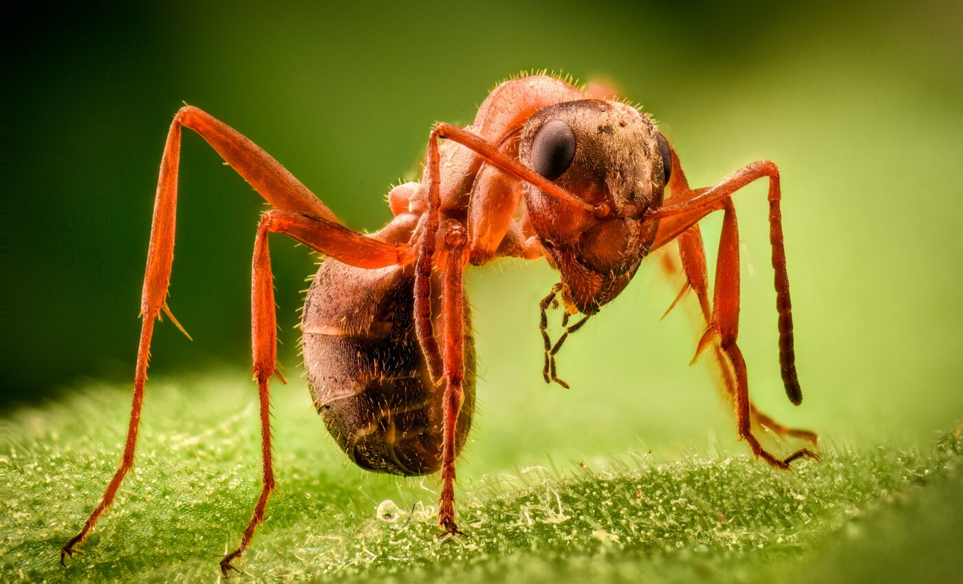 Marine fossil sheds light on arthropod evolution