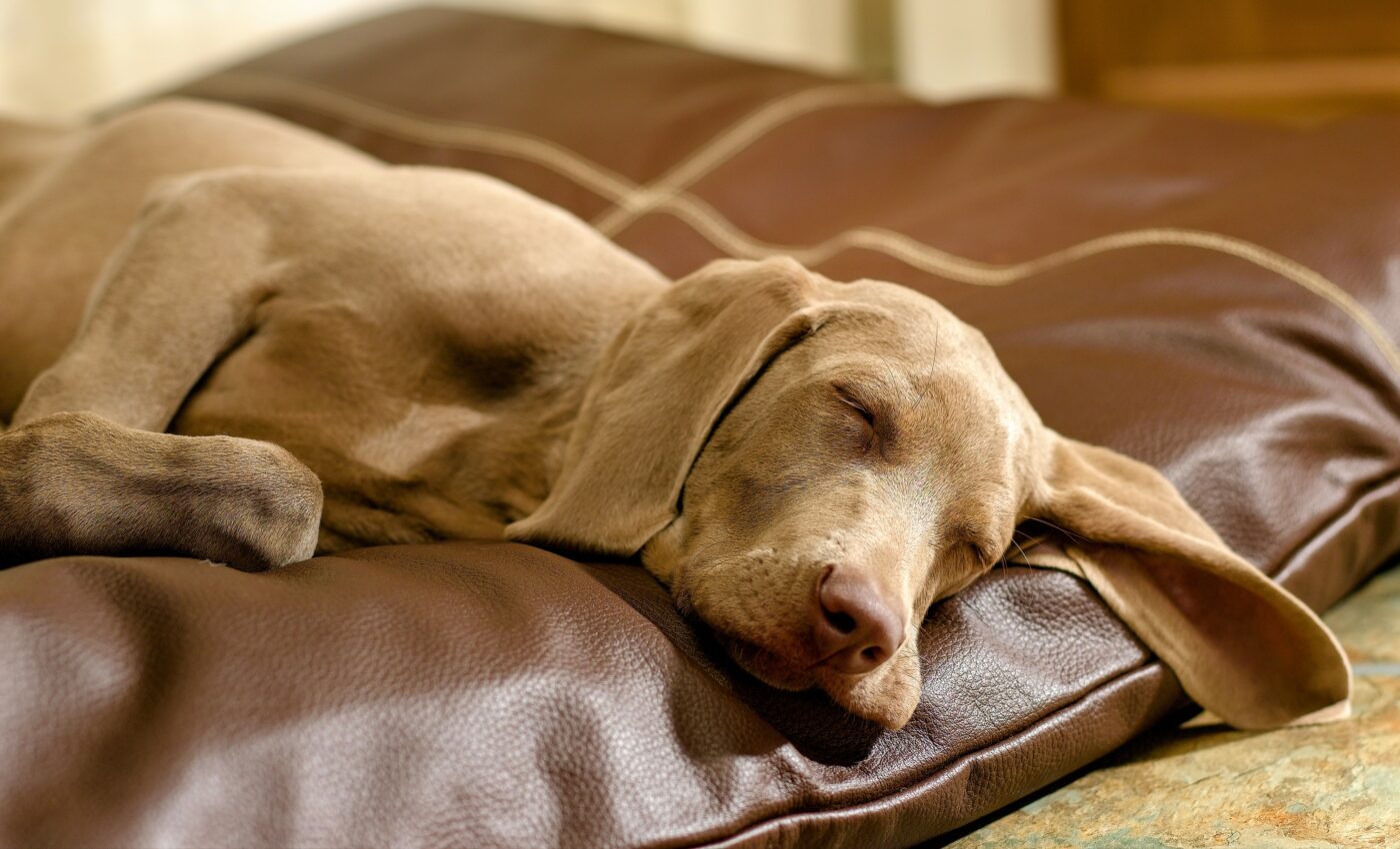 Do wolves have similar sleeping patterns as dogs?