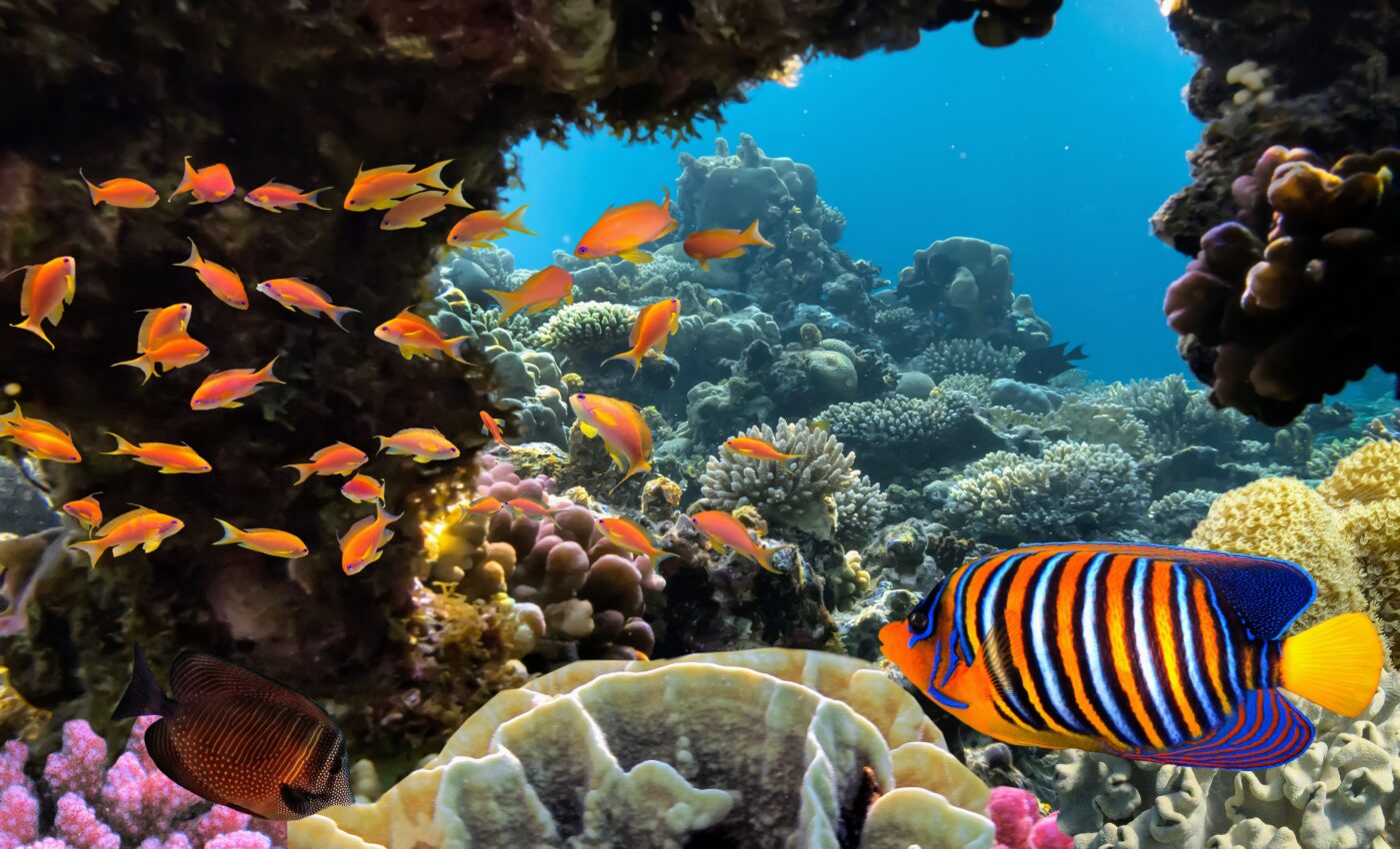 Environmental stability helped ocean biodiversity flourish