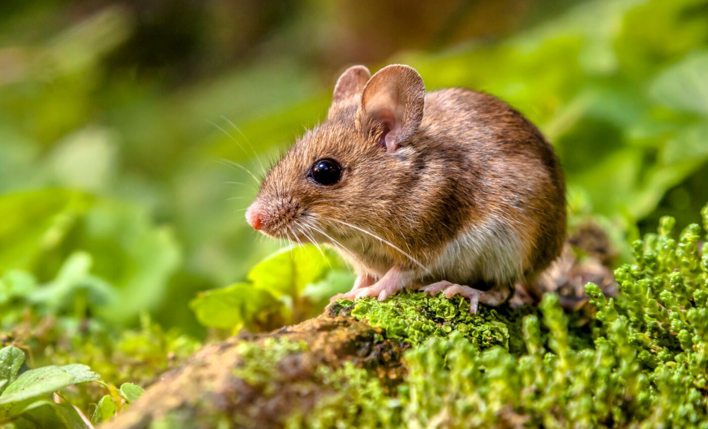 How does mental navigation work in animals?