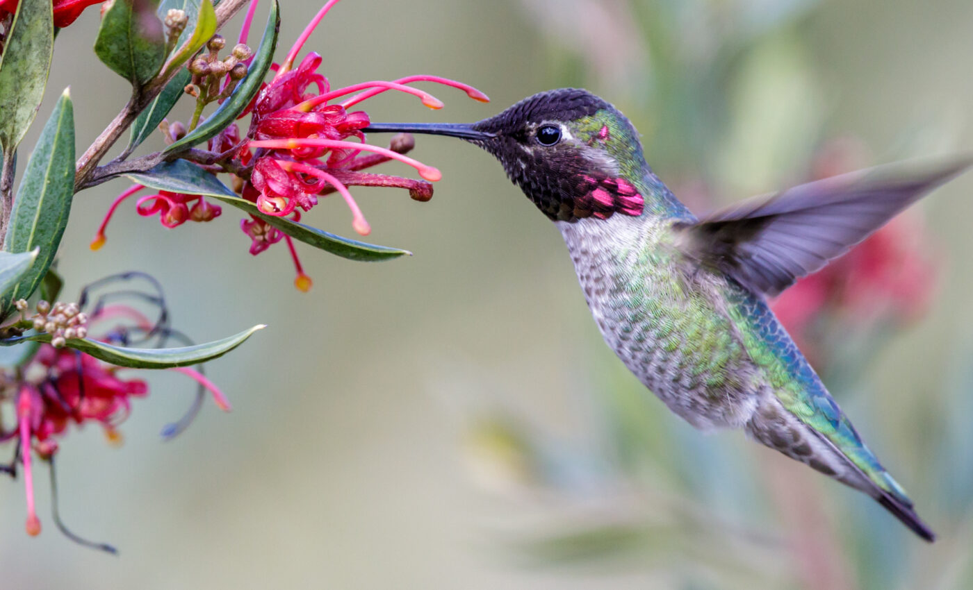 Hummingbirds will not be able to retreat to high altitudes
