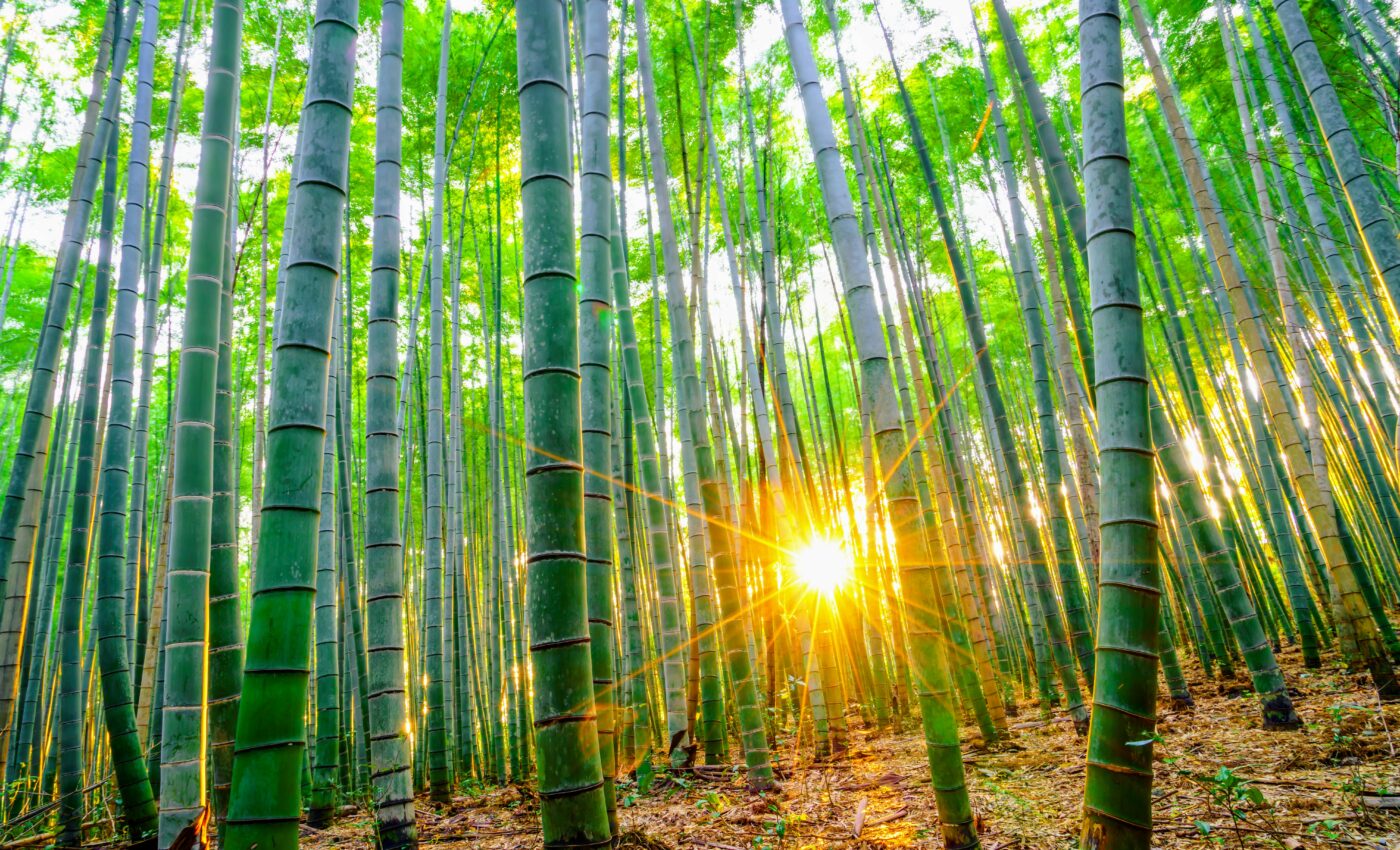 Plants produce aspirin in response to environmental stress