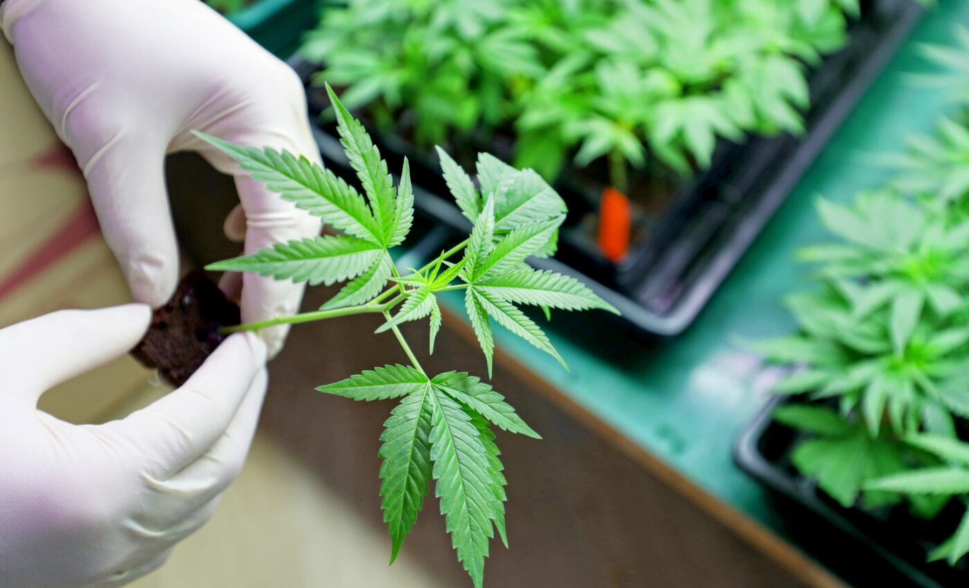 Legalization of marijuana linked to rise in traffic crashes