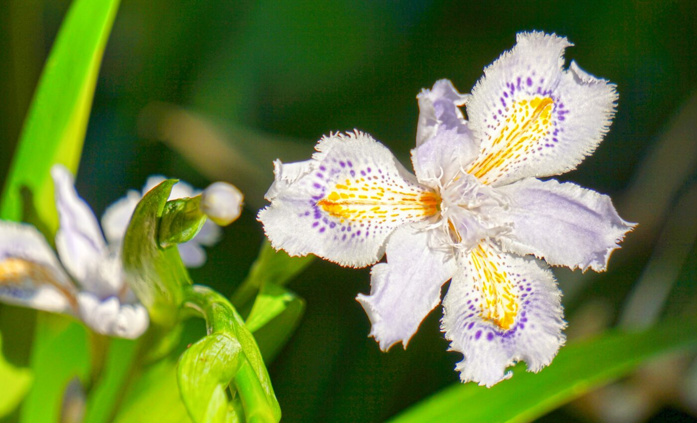 One in three species could vanish this century