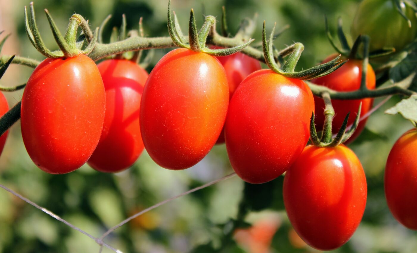 Tomatoes appear to be unaffected by lead-contaminated soil