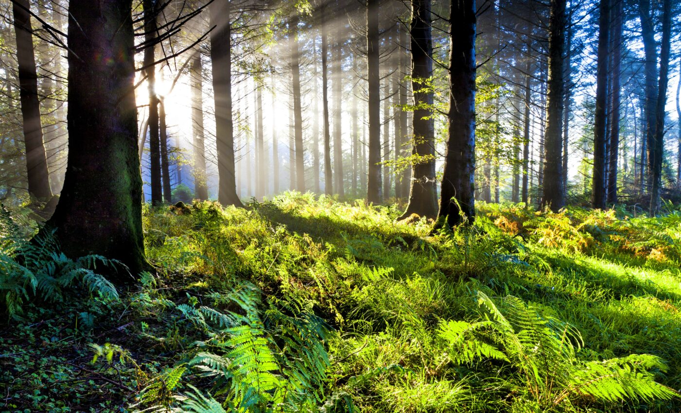 Study sheds light on the evolution of ferns