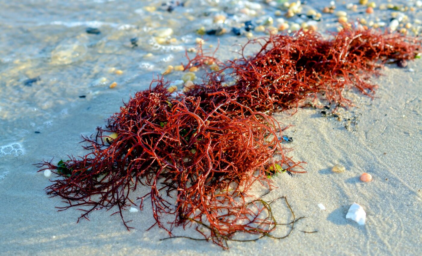 Rare pollination discovered between red seaweed and crustaceans