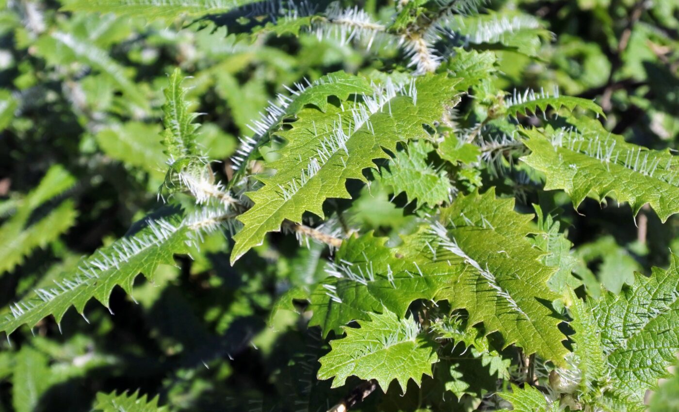 Stinging tree may reveal new ways to treat chronic pain